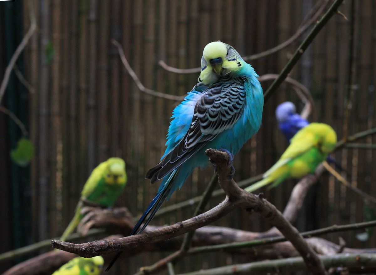 Blauer Wellensittich whrend drei-sekndiger Ruhepause am 05.10.2020 im Weltvogelpark Walsrode. 