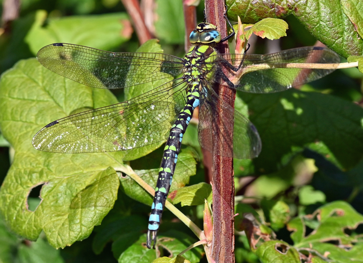 Blaugrne Mosaikjungfer (Aeshnidae) im Garten - 08.10.2022