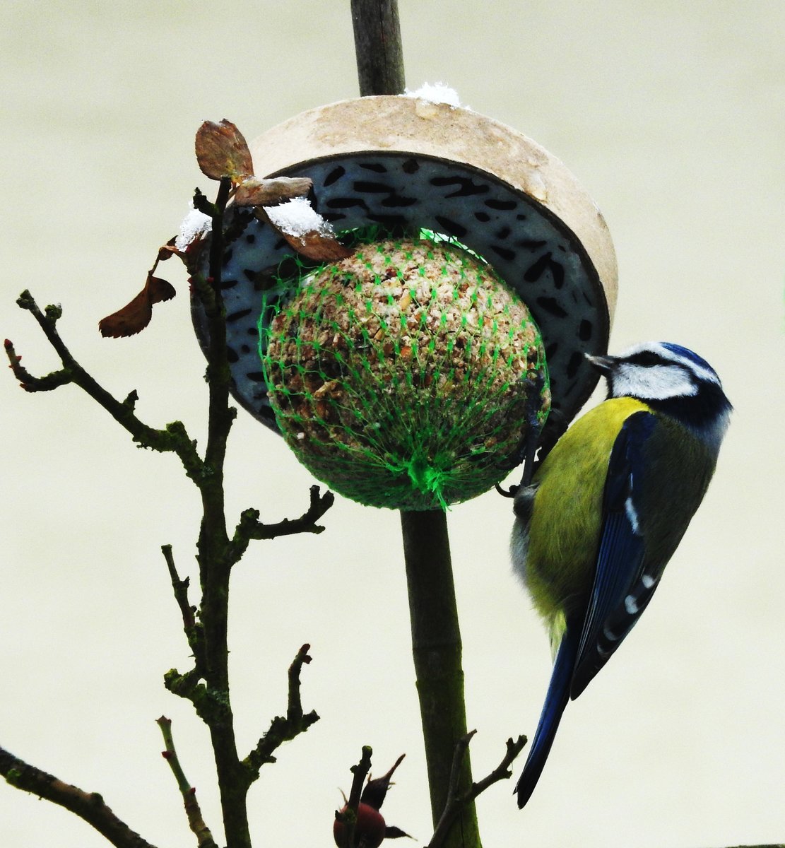 BLAUMEISE BEIM FUTTERN-
am Tag der kurzen Rckkehr des Winters mit Schneefall,am 11.2.2017,
bedient sich diese Blaumeise am angebotenen Futter...