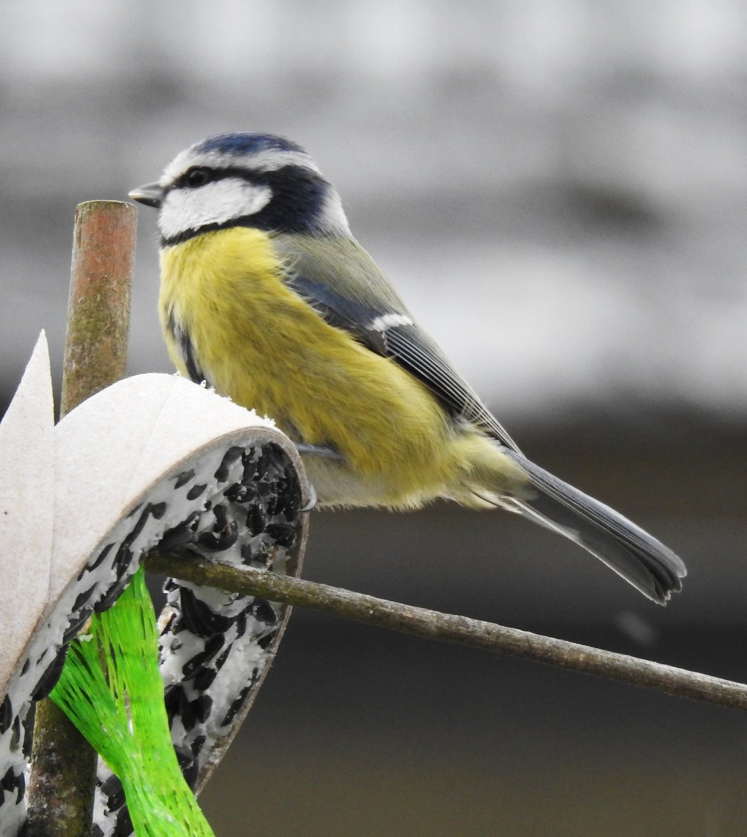 BLAUMEISE BEIM WINTER-FRHSTCK
Bildschnes Exemplar einer Blaumeise,sehr weit verbreitete Meisenart mit Vorliebe fr tierische Nahrung-
aber im Winter wird gerne das Nahrungsangebot von Menschen angenommen...am 5.2.2018