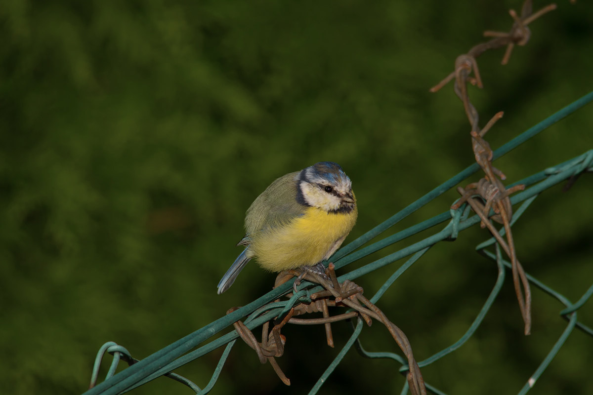 Blaumeise mit Kuschelfaktor. - 29.08.2014