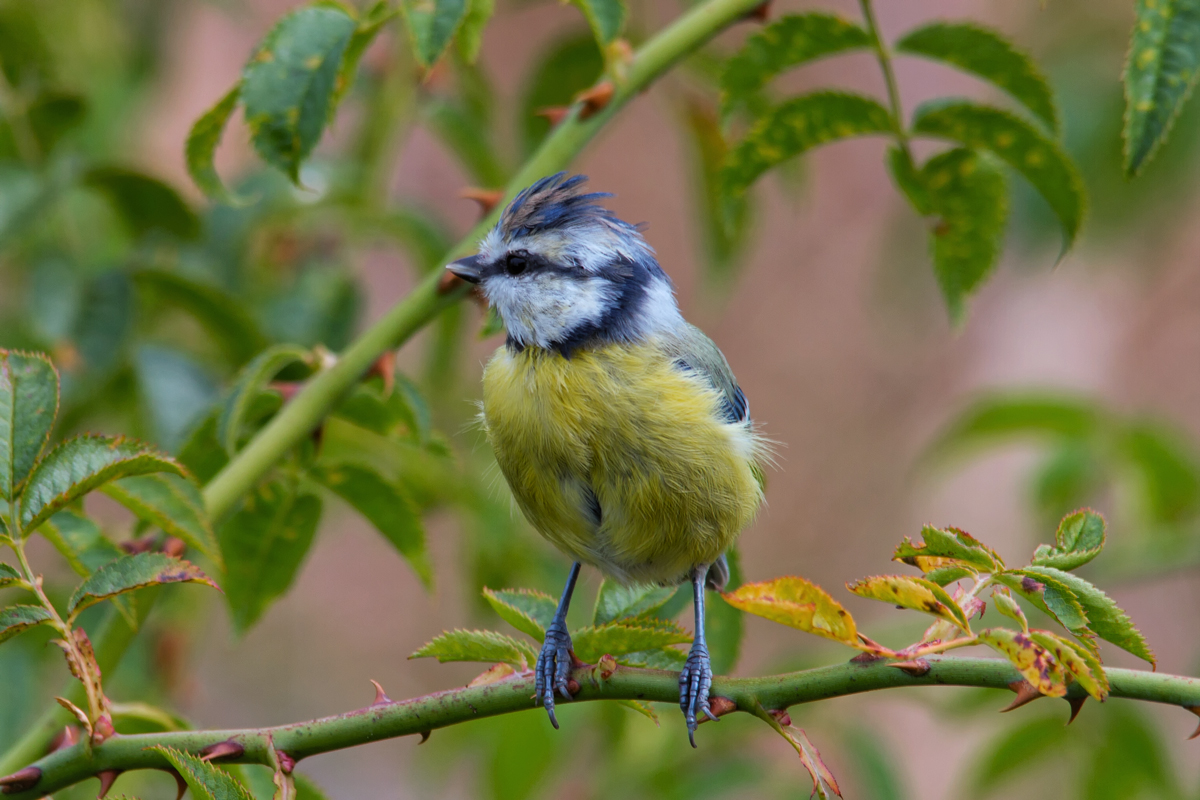 Blaumeise mit Sturmfrisur. - 29.08.2014