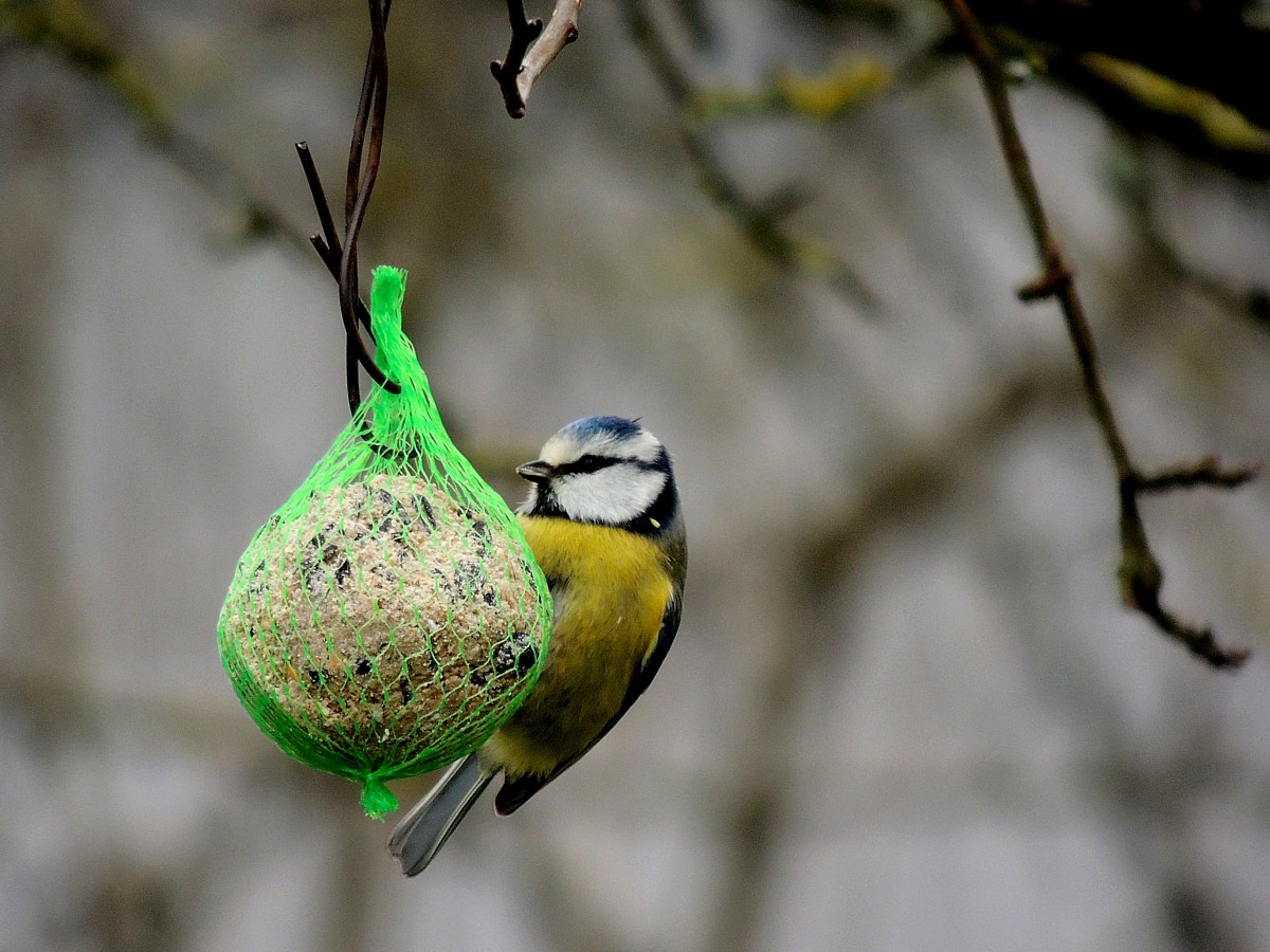 Blaumeise(Cyanistes caeruleus) hat einen Meisenkndel als Nahrungsquelle auserkoren; 160313