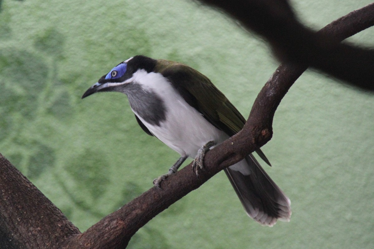 Blauohr-Honigfresser (Entomyzon cyanotis) am 3.8.2010 im Frankfurter Zoo.