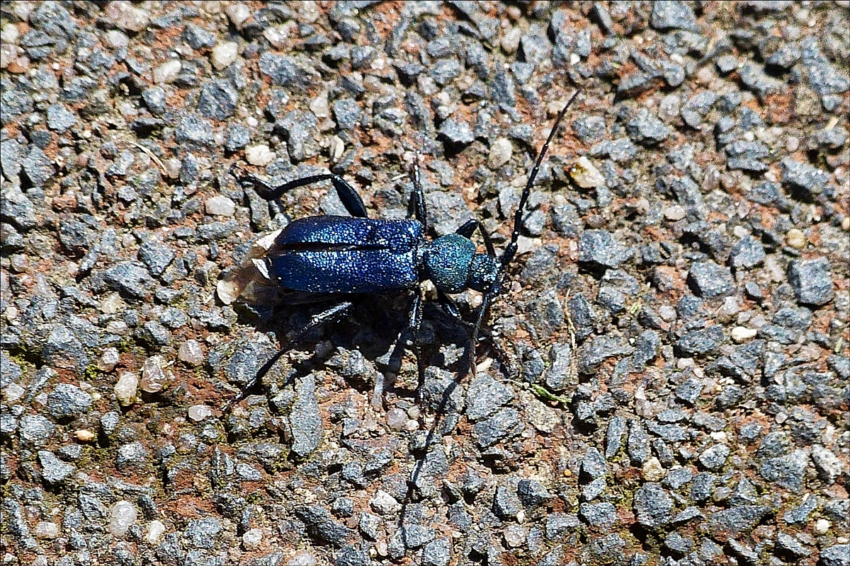 Blauvioletter Scheibenbock aufgenommen in unserem Garten. Juni 2019