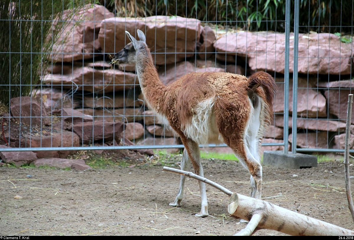 Blick auf ein Guanako in der neu errichteten Erlebniswelt  Sdamerika  des Zoos Leipzig. [26.6.2018 | 12:29 Uhr]