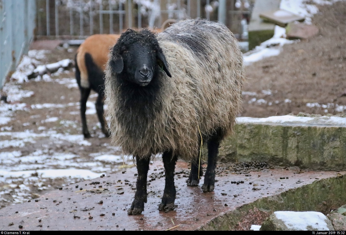 Blick auf ein Hissarschaf in einem Tiergehege im BUND Umweltzentrum Franzigmark in Morl bei Halle (Saale).
[11.1.2019 | 15:32 Uhr]