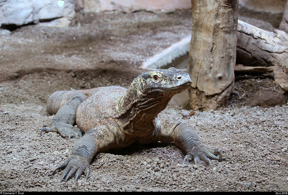 Blick auf einen Komodowaran im Gondwanaland des Zoos Leipzig. [26.6.2018 | 11:51 Uhr]