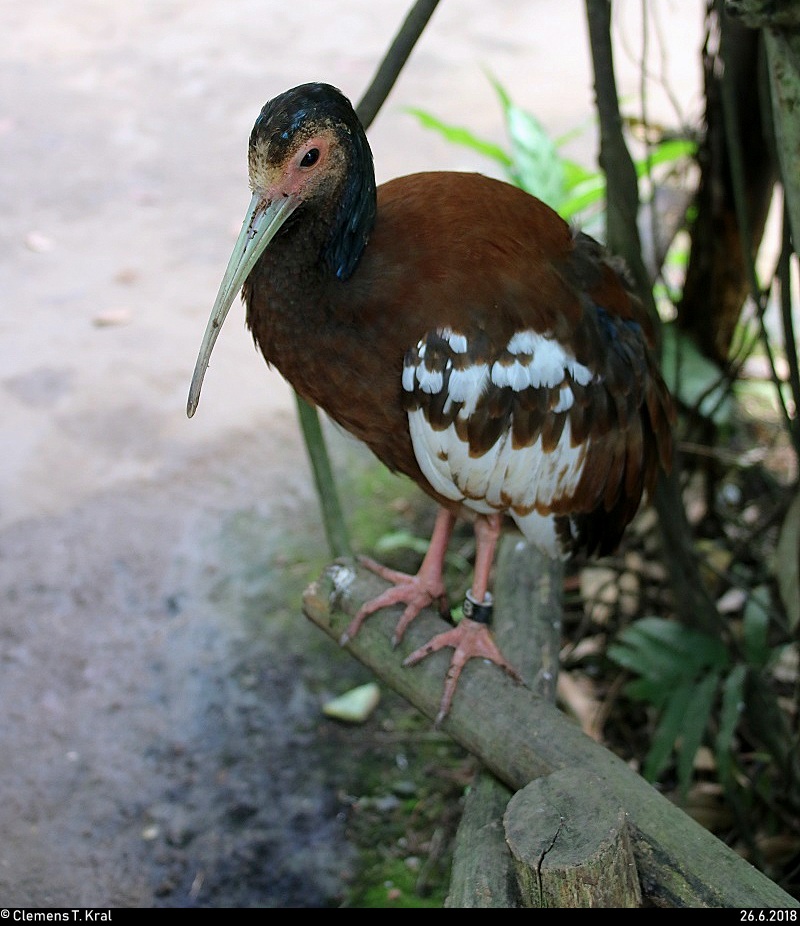 Blick auf einen Mhnenibis im Gondwanaland des Zoos Leipzig. [26.6.2018 | 12:21 Uhr]