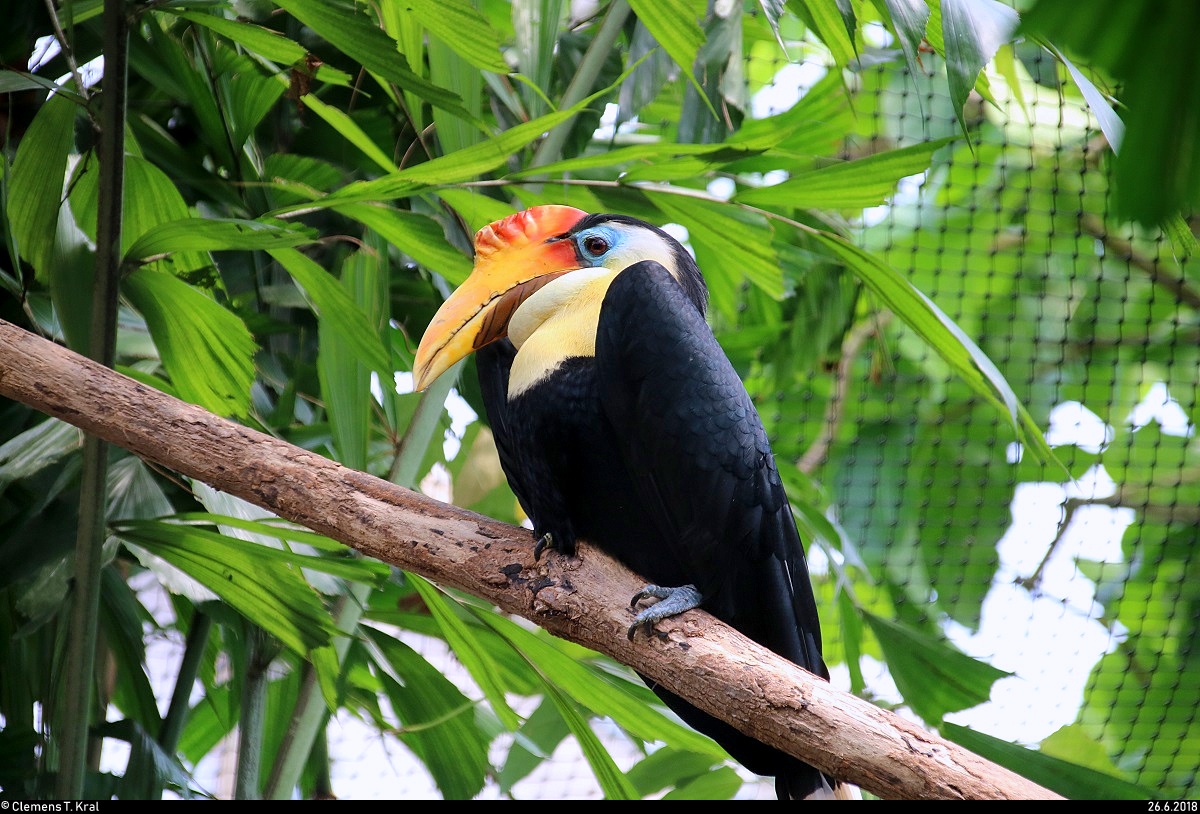 Blick auf einen Runzelhornvogel im Gondwanaland des Zoos Leipzig. [26.6.2018 | 12:14 Uhr]