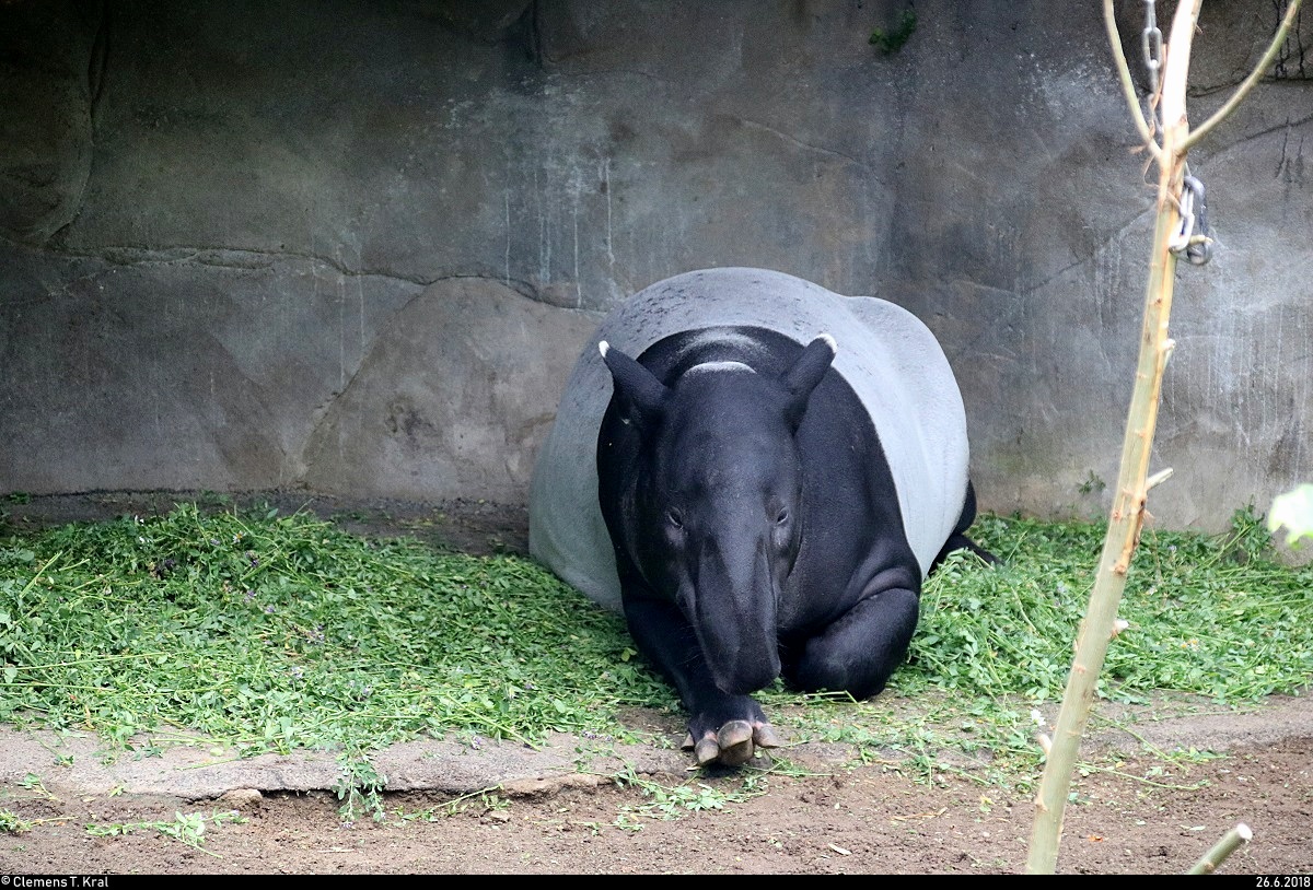 Blick auf einen Schabrackentapir im Gondwanaland des Zoos Leipzig. [26.6.2018 | 12:17 Uhr]