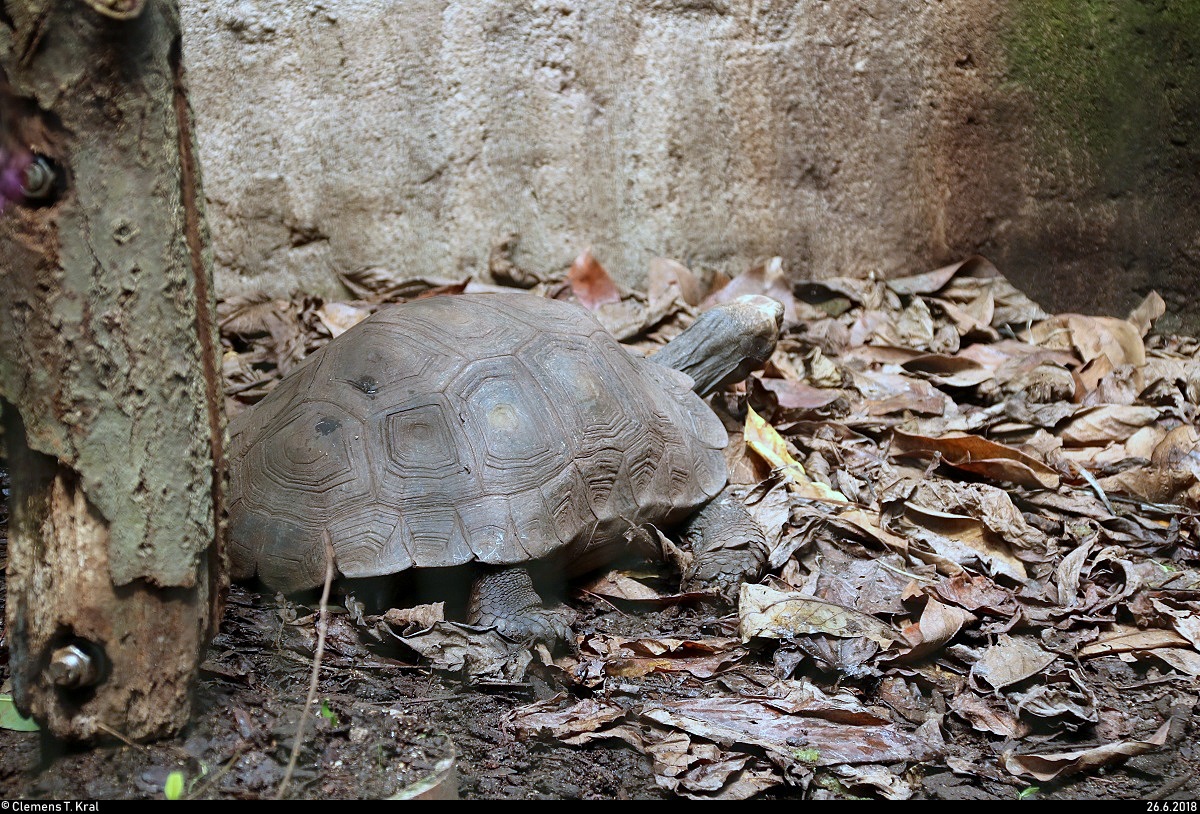 Blick auf eine Texas-Gopherschildkrte im Gondwanaland des Zoos Leipzig. [26.6.2018 | 12:13 Uhr]