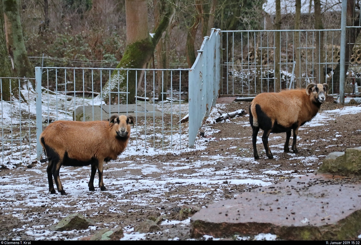 Blick auf zwei Kamerunschafe in einem Tiergehege im BUND Umweltzentrum Franzigmark in Morl bei Halle (Saale).
[11.1.2019 | 15:32 Uhr]