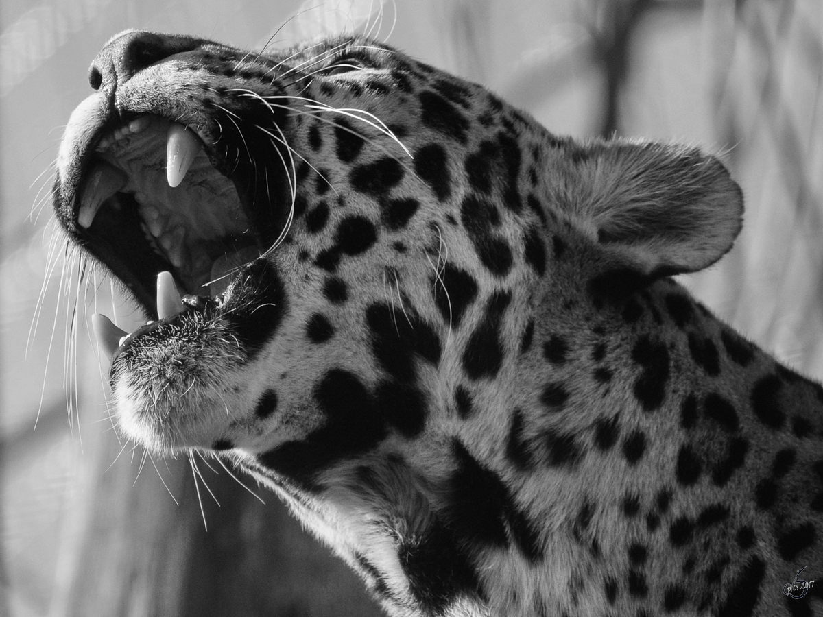 Blick ins Maul eines Amurleoparden. (Tiergarten Schnbrunn Wien, November 2010)