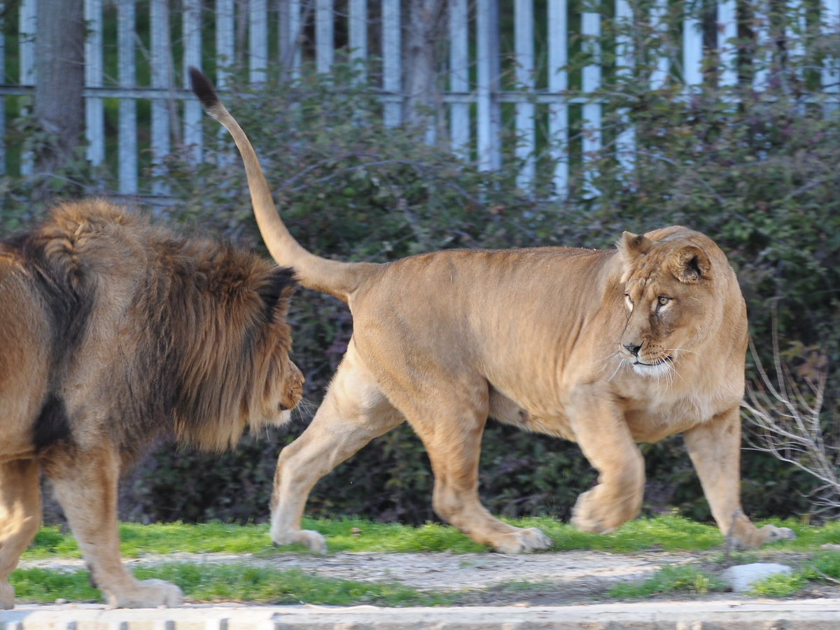 Blick in das  Löwengehege im Zoo Madrid. (Dezember 2010)