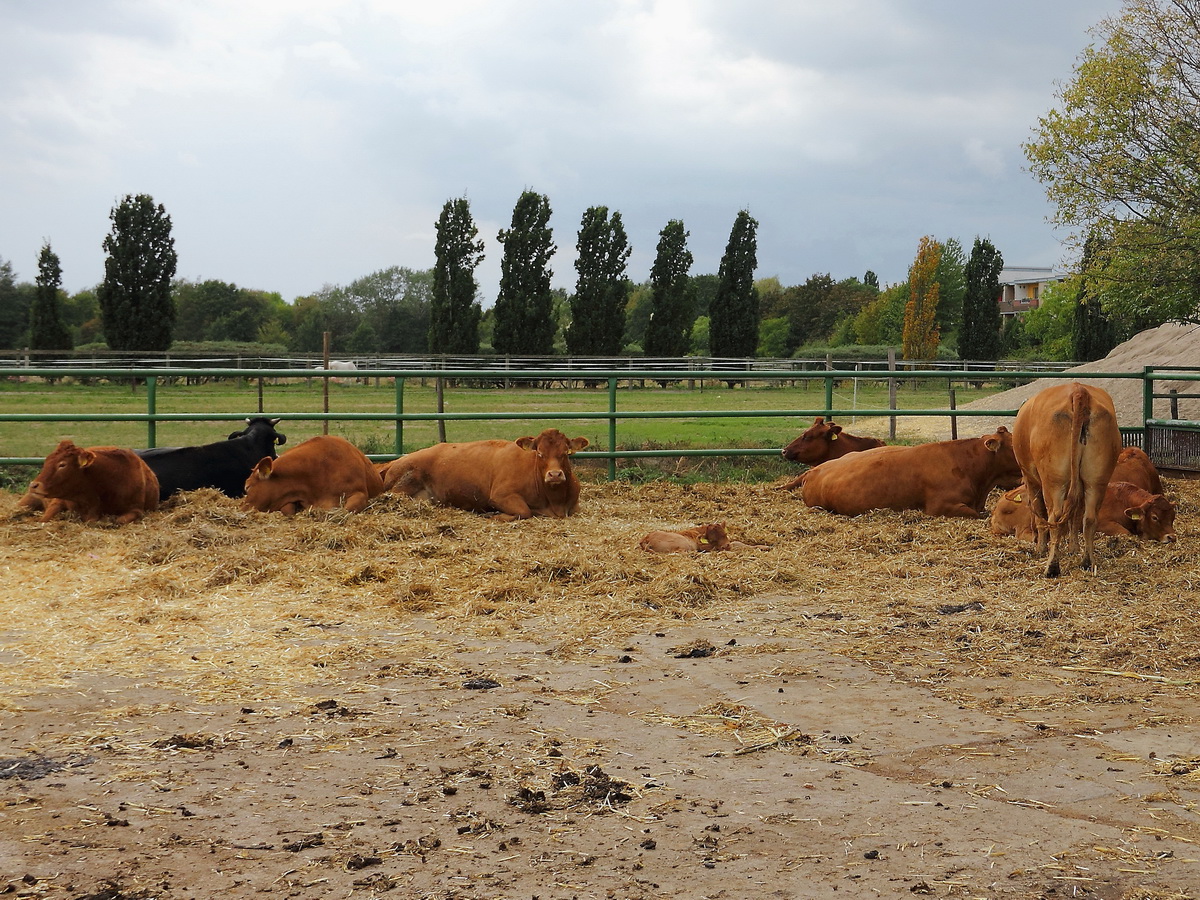 Blick von Milchhof im Sden von Berlin in Richtung Landschaftspark Rudow-Altglienicke am 30. September 2016, im Vordergrund einige der in diesem Hof gehaltenen Limousin-Rindern.