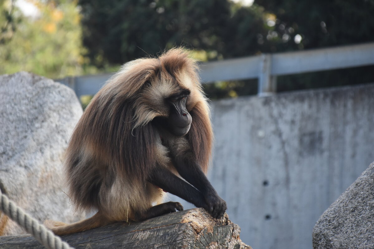 Blutbrustpavian im Zoologisch-Botanischen Garten Wilhelma (STUTTGART/Deutschland, 20.10.2018)