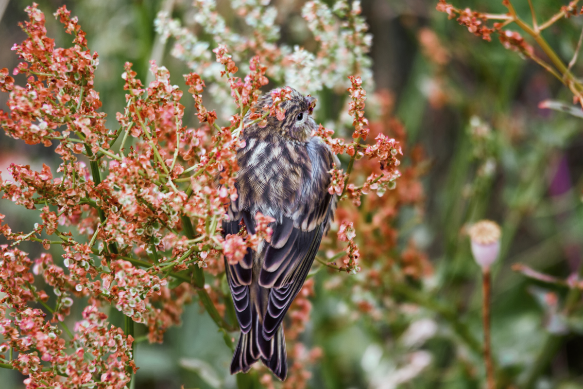 Bluthnfling ♀ lsst sich den Sauerampfer schmecken. - 07.07.2014
