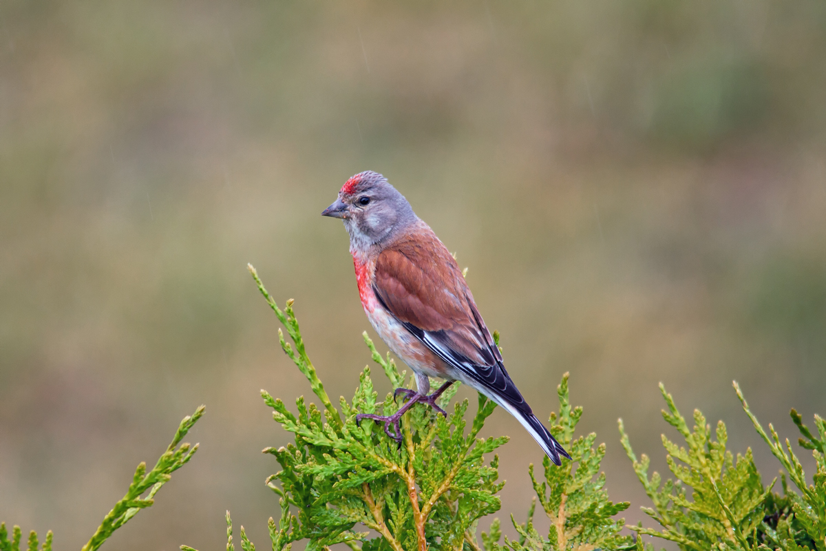 Bluthnfling auf einer Konifere. - 20.06.2015 