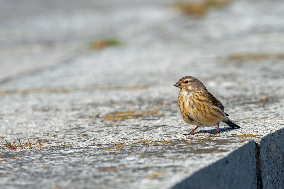 Bluthnfling Prchen auf der Mole. - 14.05.2022