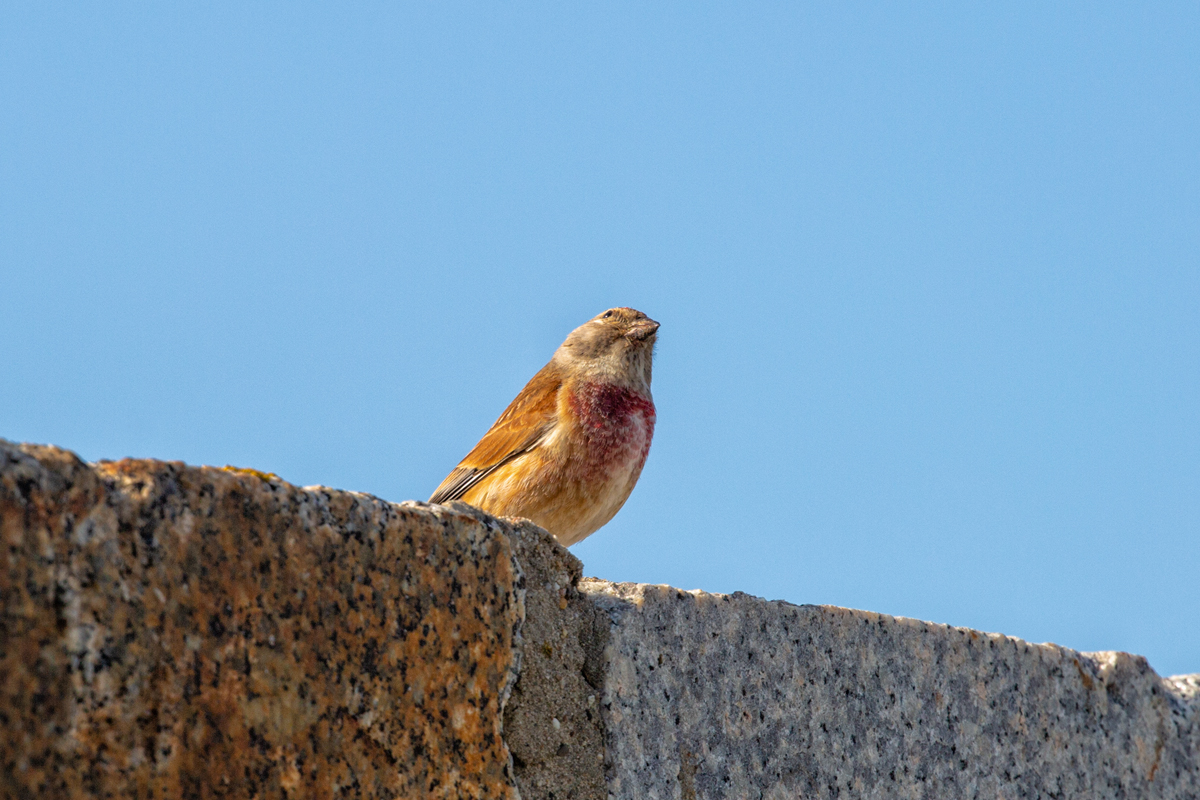 Bluthnfling Prchen auf der Mole. - 14.05.2022