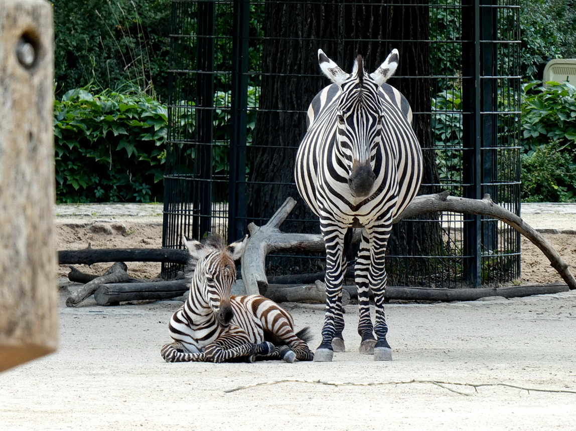 Bhmzebra (Equus burchellii boehmi). Vorkommen: die Steppen Ostafrikas bis 450m. Foto:Zoologischer Garten Berlin, Oktober 2019
