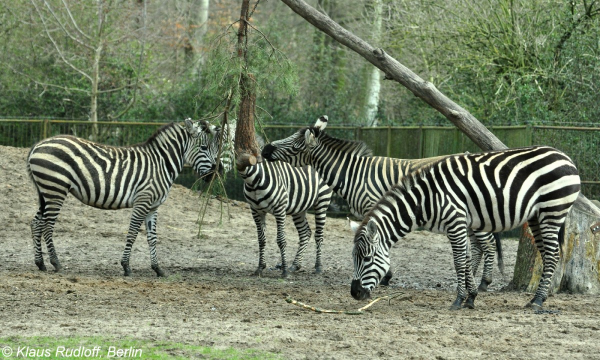 Bhmzebra (Equus quagga boehmi) im Tierpark Cottbus (April 2015).