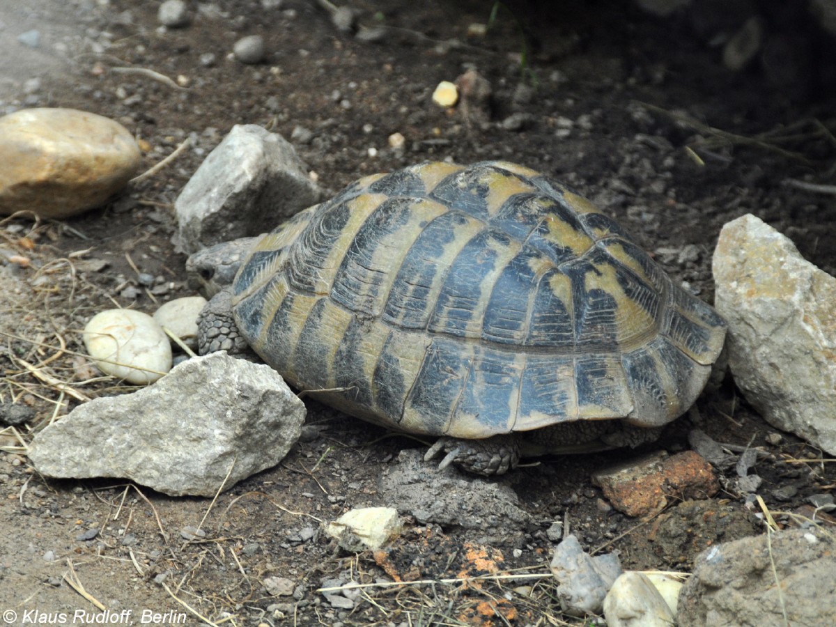 Bttgers Griechische Landschildkrte (Testudo hermanni boettgeri) im Zoo und Botanischen Garten Pilsen (Plzen, Juni 2015).