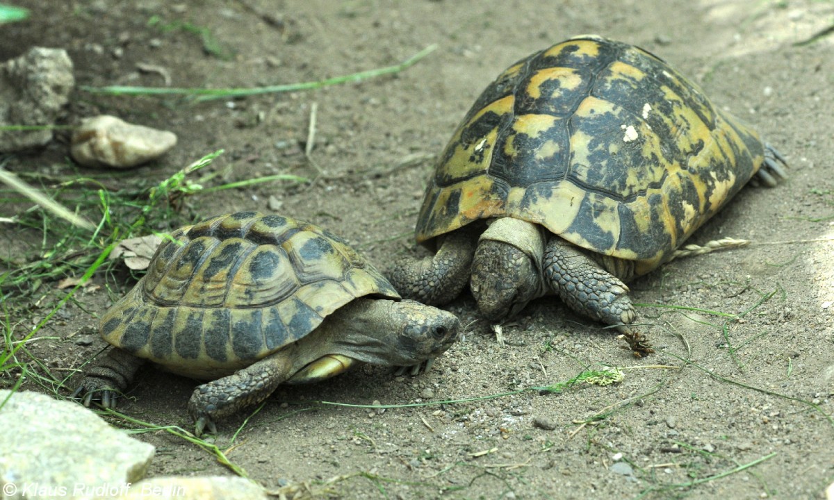 Bttgers Griechische Landschildkrte (Testudo hermanni boettgeri) im Zoo und Botanischen Garten Pilsen (Plzen, Juni 2015).