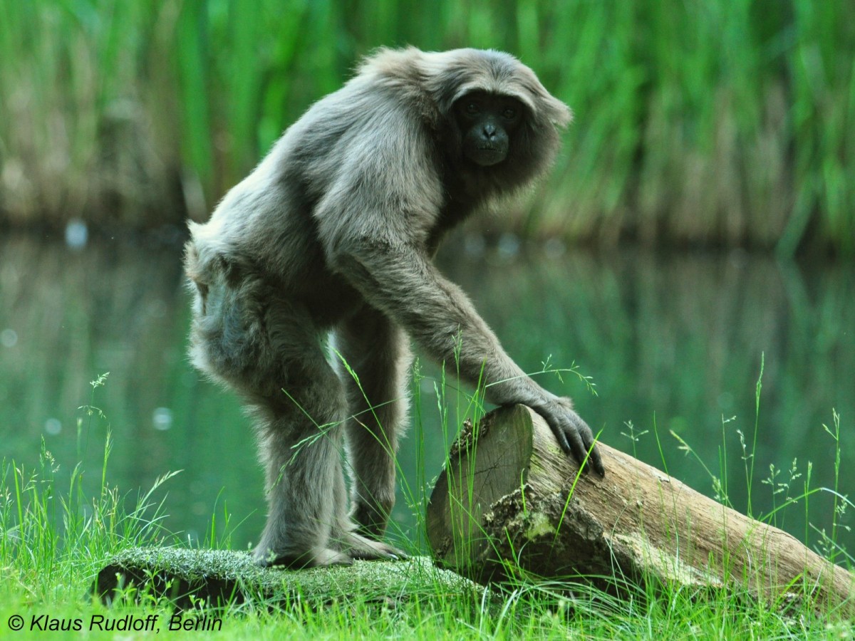 Borneo-Gibbon (Hylobates muelleri) im Tierpark Cottbus.