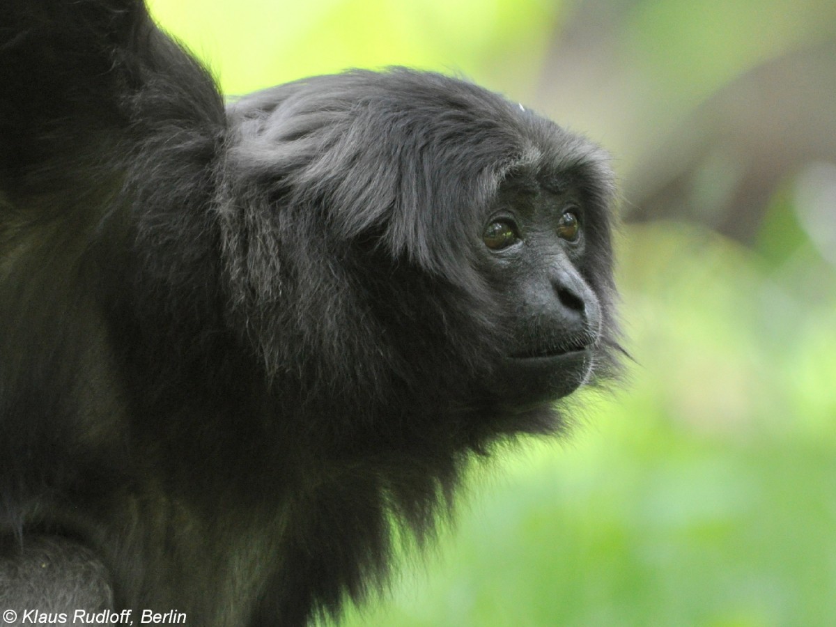 Borneo-Gibbon (Hylobates muelleri) im Tierpark Cottbus (Mai 2011).