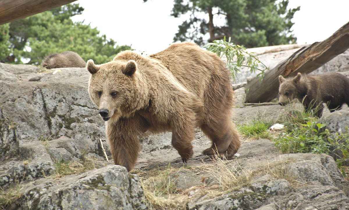 Braunbr (Ursus arctos) in Kolmrden in der schwedischen Landschaft stergtland. Aufnahme: 21. Juli 2017.