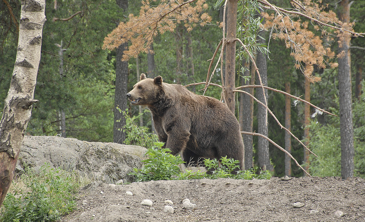 Braunbr (Ursus arctos) in Kolmrden in der schwedischen Landschaft stergtland. Aufnahme: 21. Juli 2017.