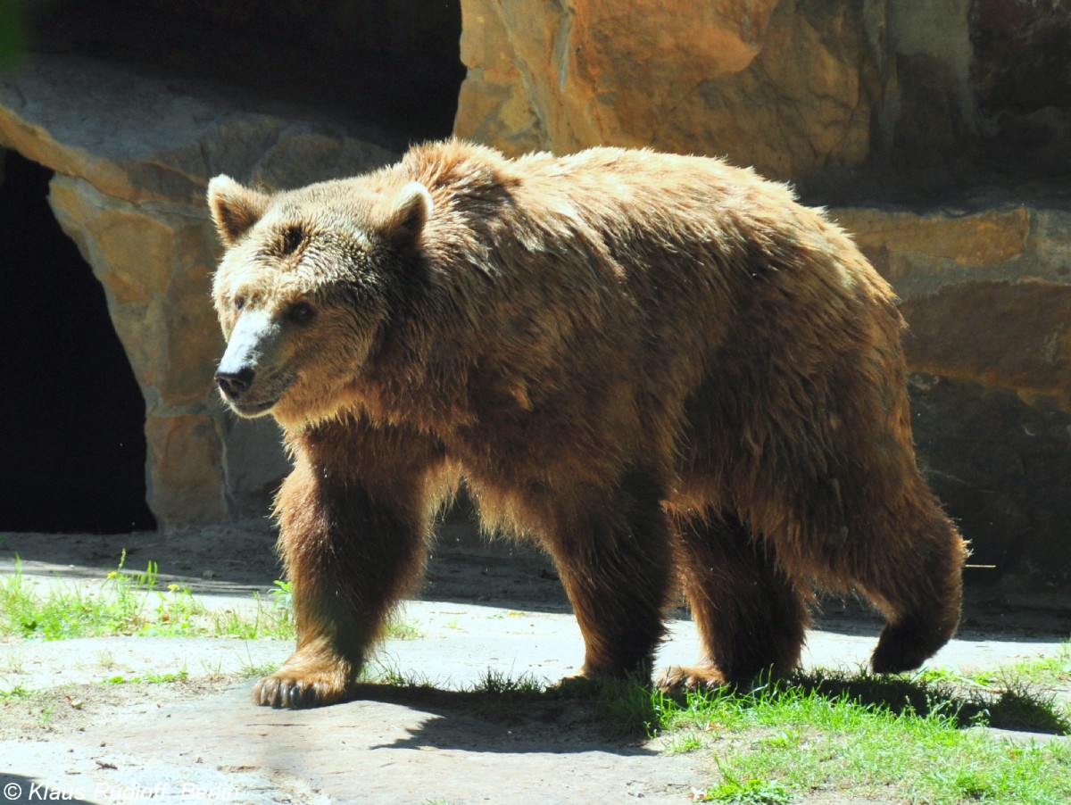 Braunbr (Ursus arctos) im Zoo Berlin (Juli 2015).