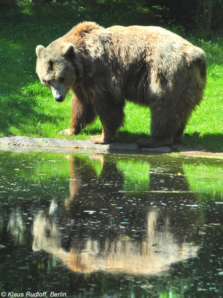 Braunbr (Ursus arctos) im Zoo Berlin (Juli 2015).