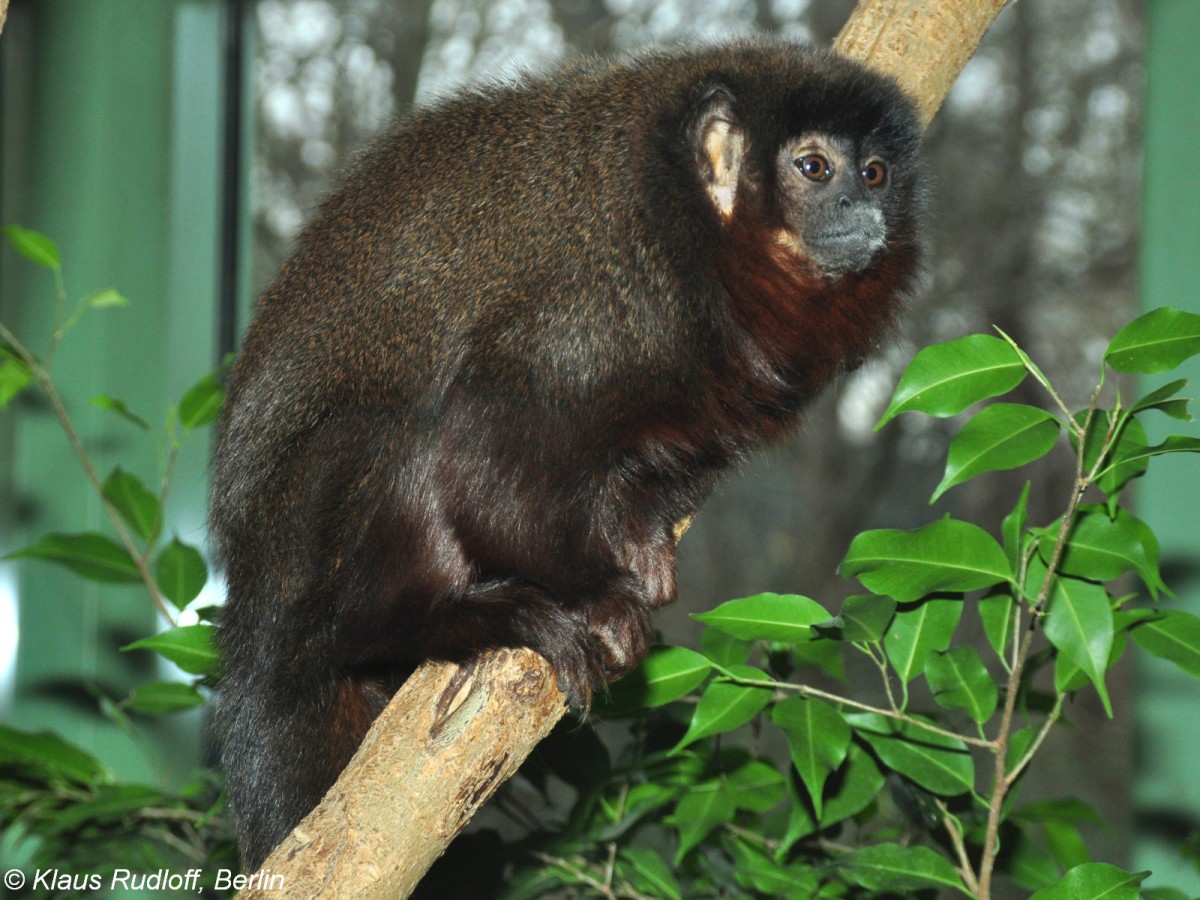 Braunbauch-Springaffe (Callicebus caligatus) im Zoo Berlin (2015). Diese Art wurde galt lange als Unterart des Roten Springaffen (Callicebus cupreus).