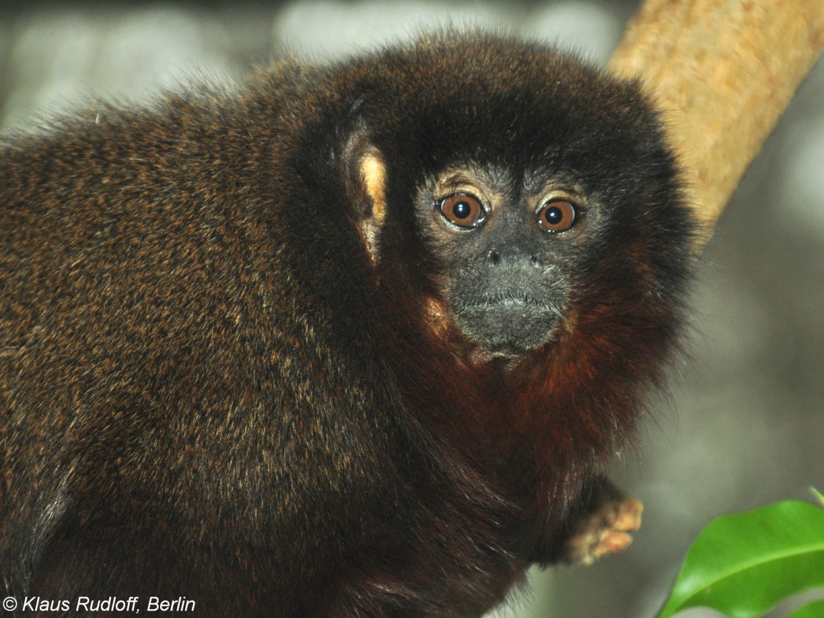 Braunbauch-Springaffe (Callicebus caligatus) im Zoo Berlin (2015). Diese Art wurde galt lange als Unterart des Roten Springaffen (Callicebus cupreus).