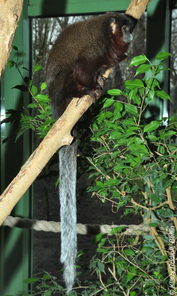 Braunbauch-Springaffe (Callicebus caligatus) im Zoo Berlin (2015). Diese Art wurde galt lange als Unterart des Roten Springaffen (Callicebus cupreus).