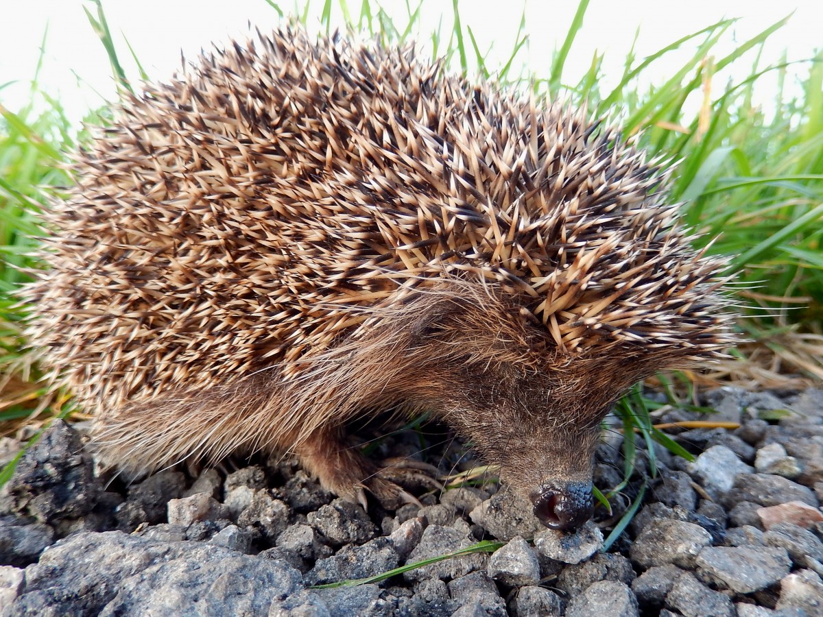 Braunbrustigel (Erinaceus europaeus), auf einem Wanderweg angetroffen; 141031