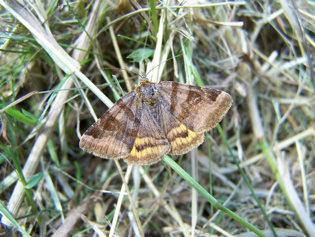 Braune Tageule (Euclidia glyphica), aufgenommen am 06.08.2010