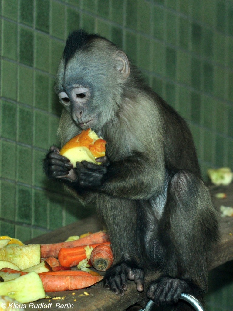 Brauner Kapuziner (Cebus olivaceus) im Zoologischen Garten Berlin