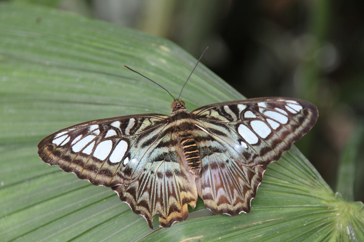 Brauner Segelfalter (Sylvia lilacinus) am 12.7.2010 auf der Insel Mainau.