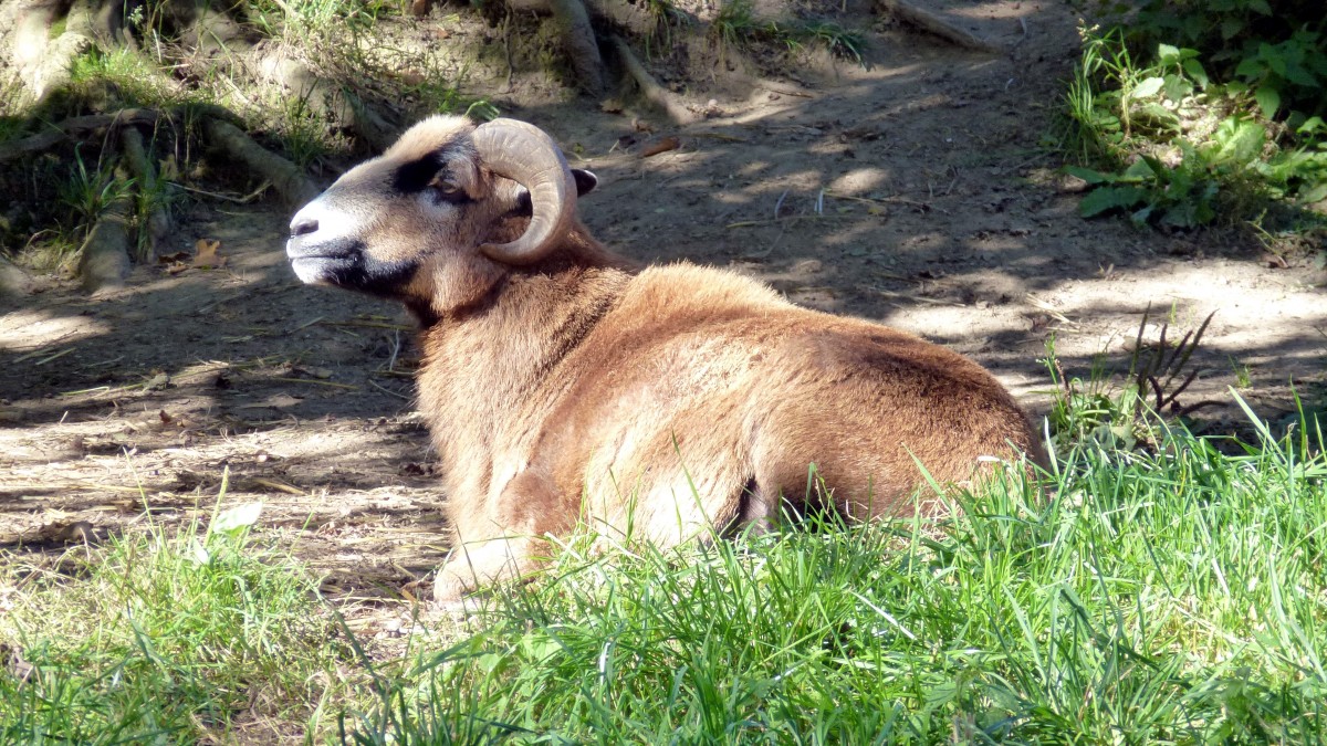 Braunes Schaf in Zeulenroda. Foto 03.10.13