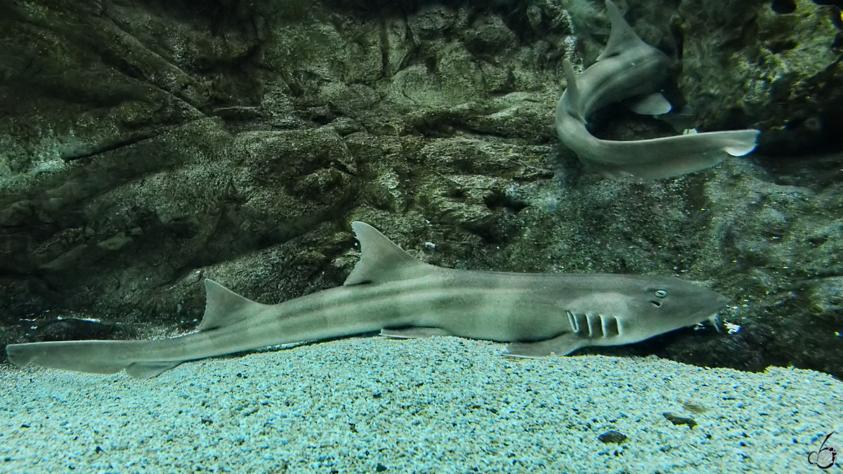 Braungebnderte Bambushaie waren im Dezember 2010 im Zoo Madrid zu sehen.