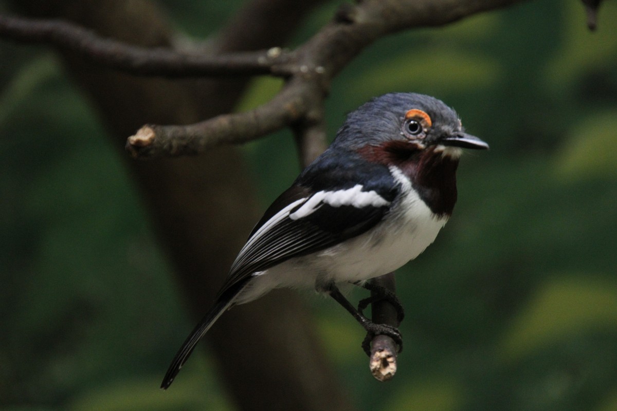 Braunkehl-Lappenschnpper oder auch nur Lappenschnpper (Platysteira cyanea) am 3.8.2010 im Frankfurter Zoo.