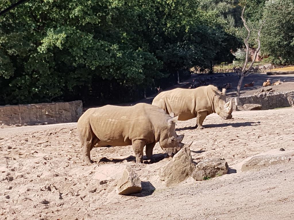 Breitmaulnashrner am 2.9.2018 in der Zoom Erlebniswelt in Gelsenkirchen im Teil Afrika.