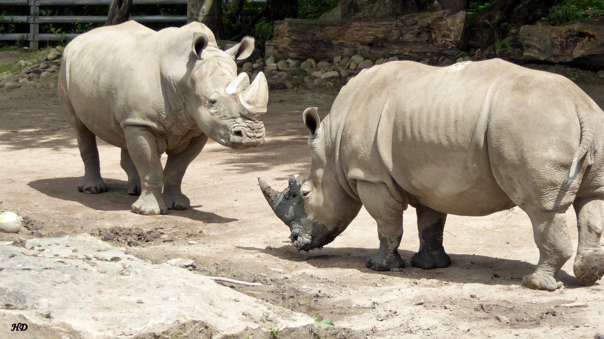 Breitmaulnashorn (Ceratotherium simum). Die Nashorn-Gruppe lebt in einem groen achteckigem Haus mit groer Auenanlage im Zoo Dortmund. Aufnahme von Juni 2017.