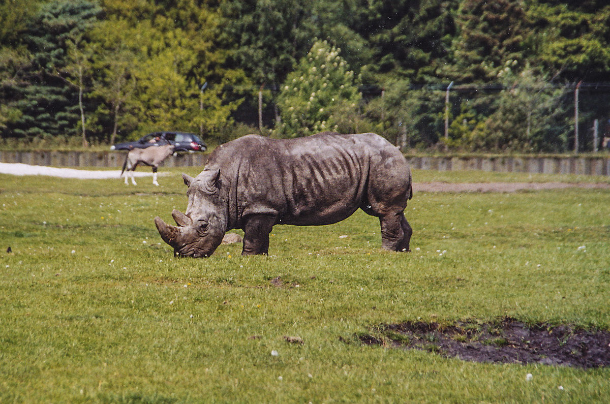 Breitmaulnashorn (Ceratotherium simum) im Givskud Zoo in Dnemark. Aufnahme: 30. Mai 2004.