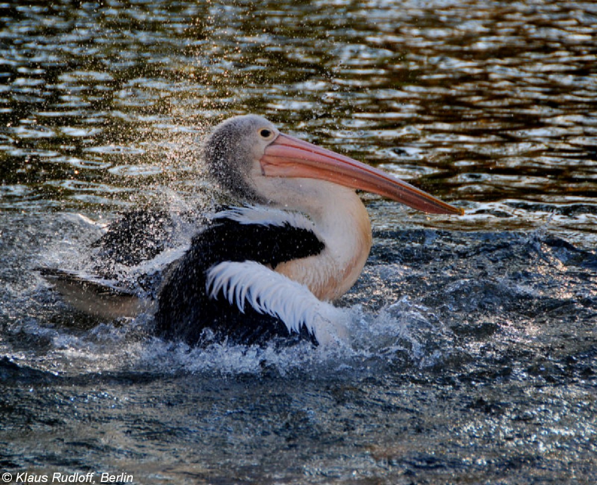 Brillenpelikan oder Australischer Pelikan (Pelecanus conspicillatus) im Tierpark Berlin.