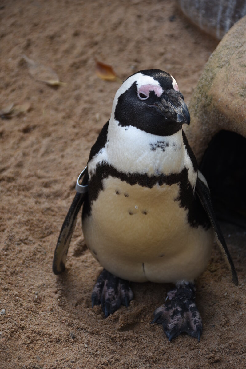 Brillenpinguin im Zoologisch-Botanischen Garten Wilhelma (STUTTGART/Deutschland, 20.10.2018)